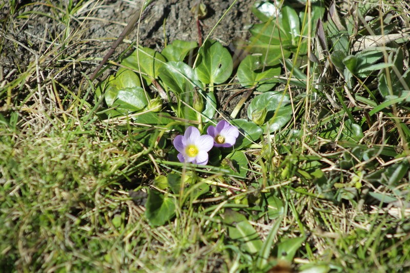 Acaulimalva parnassiifolia