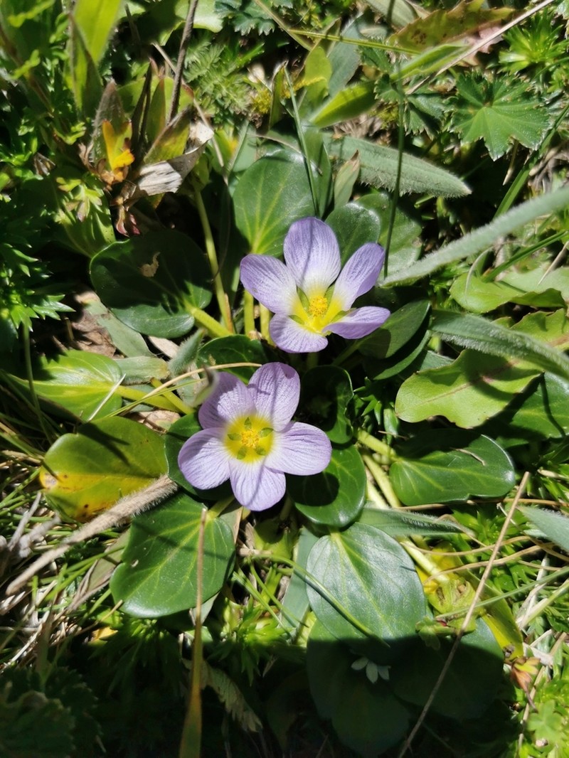 Acaulimalva parnassiifolia photo 2