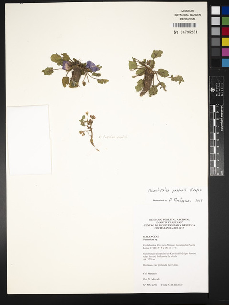 Acaulimalva pazensis