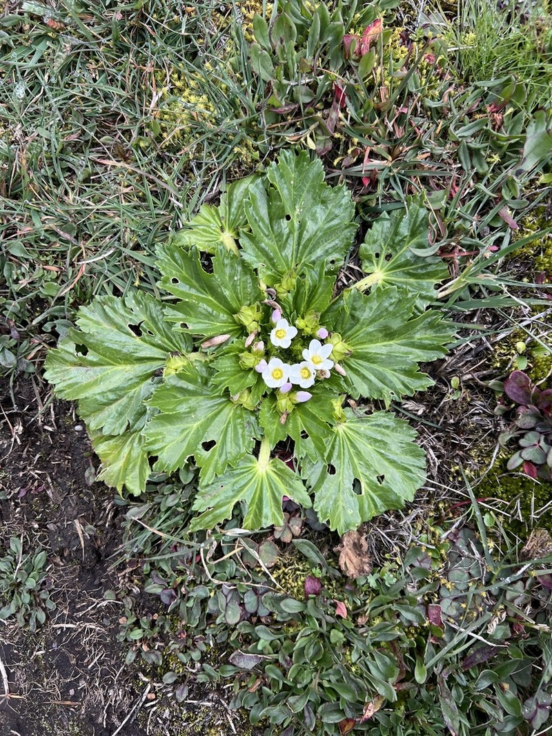 Acaulimalva purdiaei photo 2