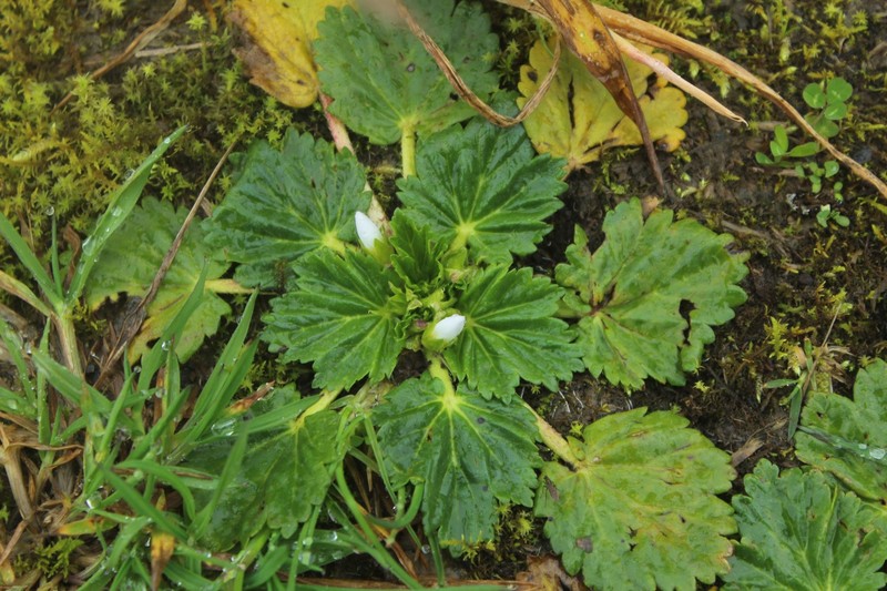 Acaulimalva purdiaei photo 3