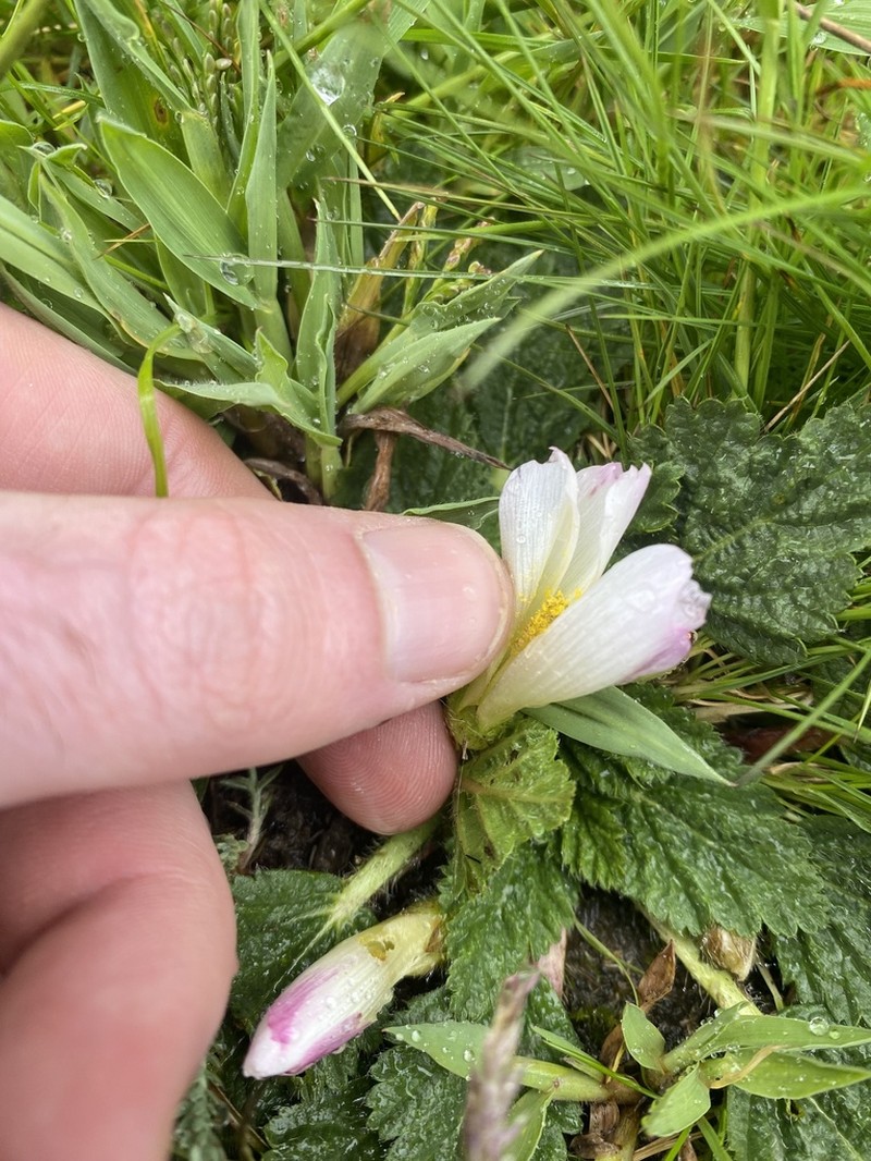 Acaulimalva rhizantha