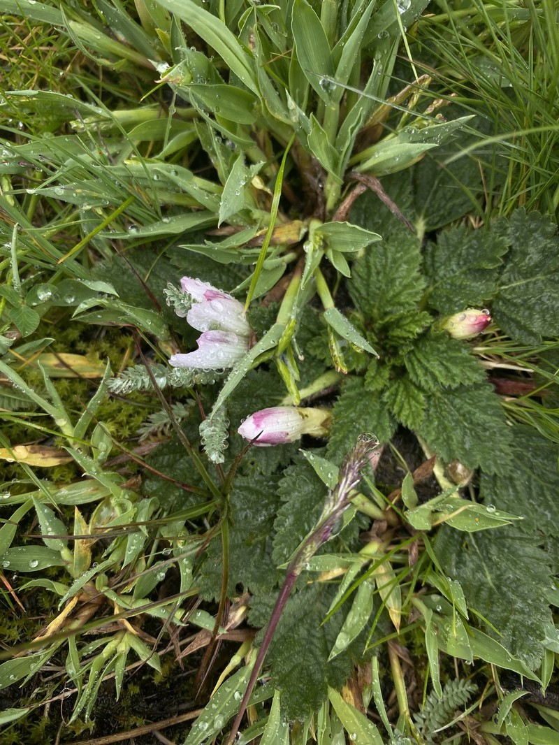 Acaulimalva rhizantha photo 2