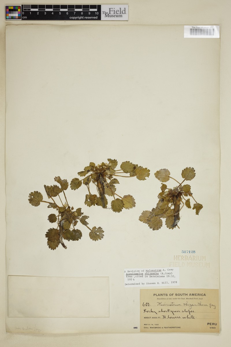 Acaulimalva rhizantha photo 3