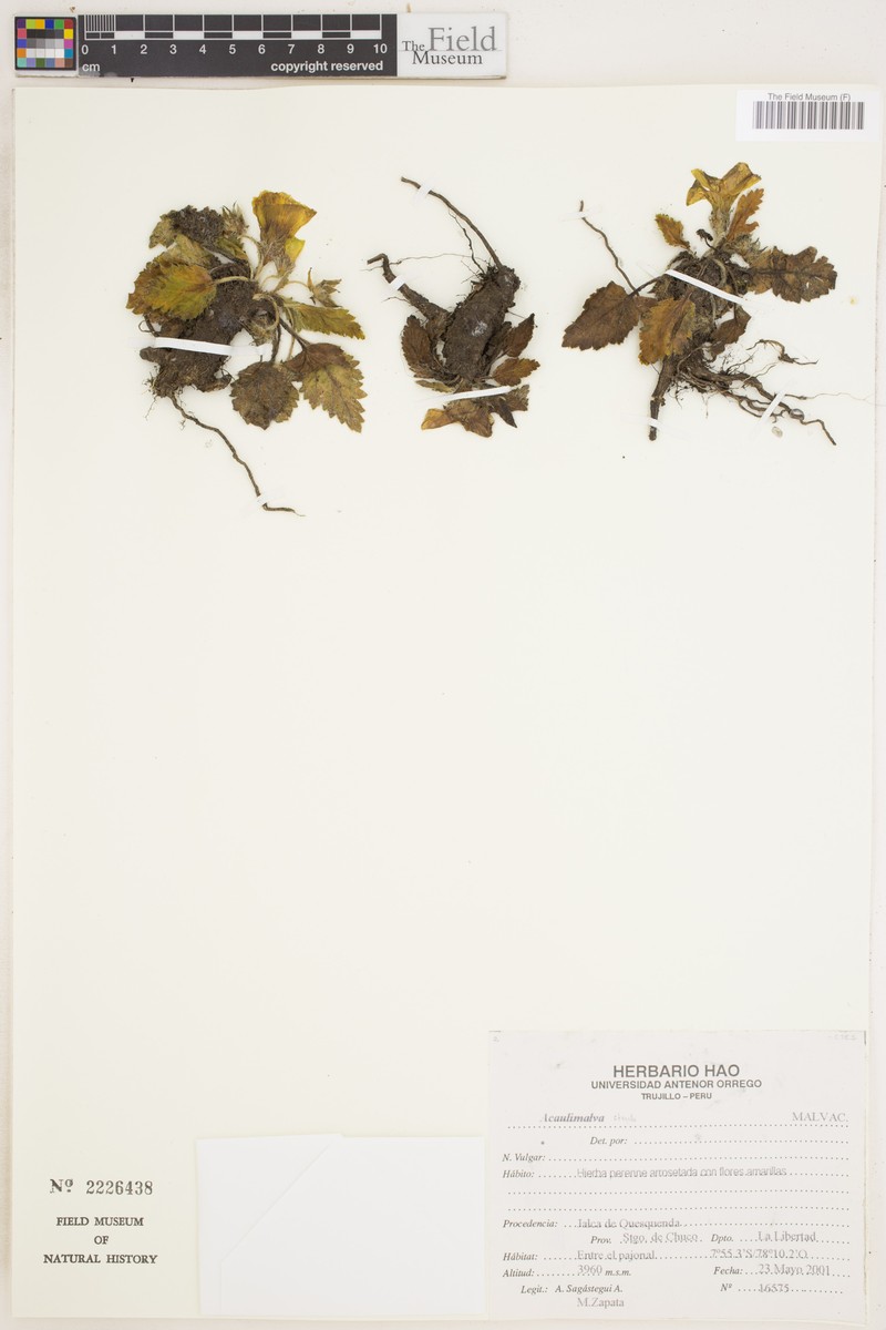 Acaulimalva stuebelii