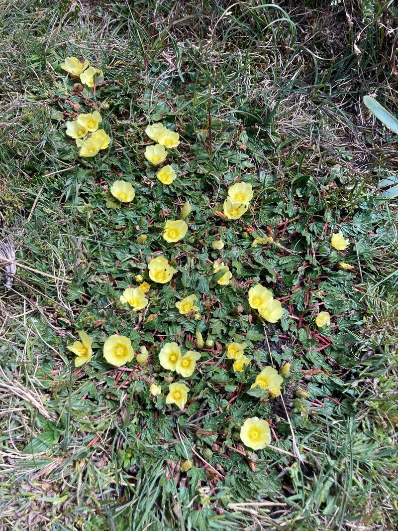 Acaulimalva sulphurea