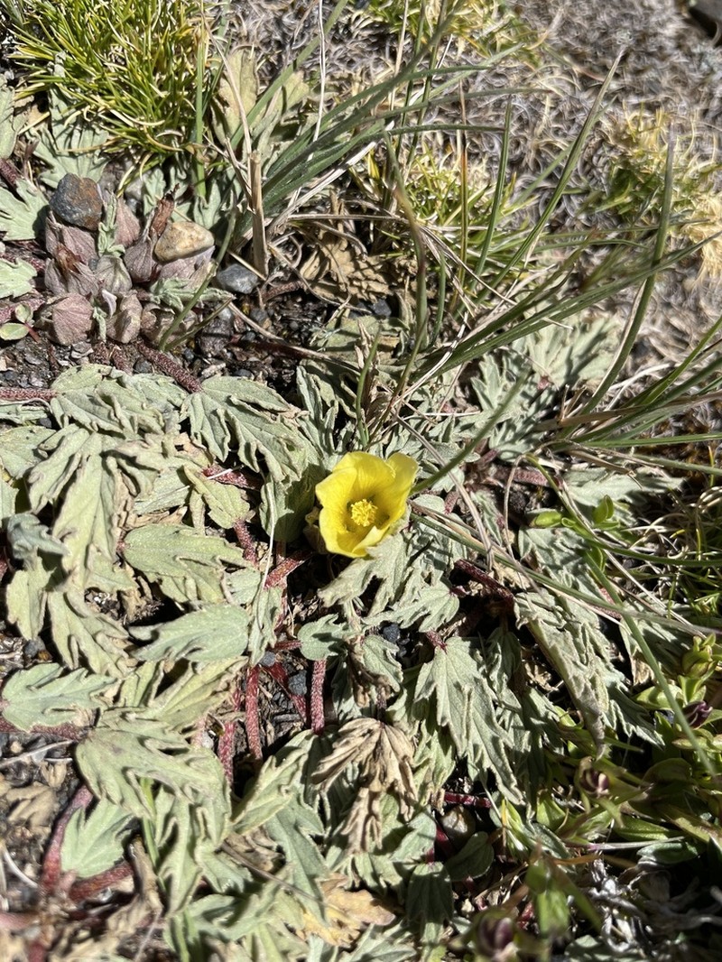 Acaulimalva weberbaueri