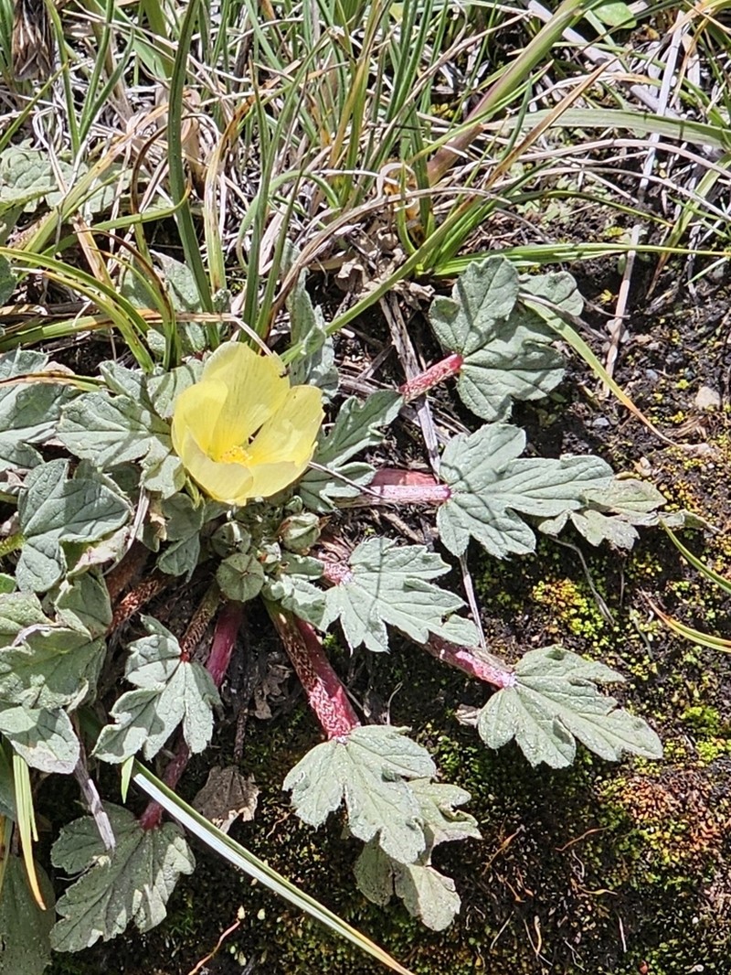 Acaulimalva weberbaueri photo 2