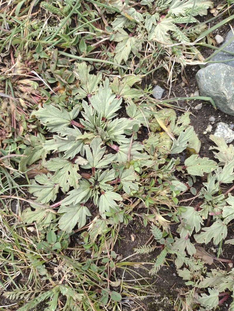 Acaulimalva weberbaueri photo 3