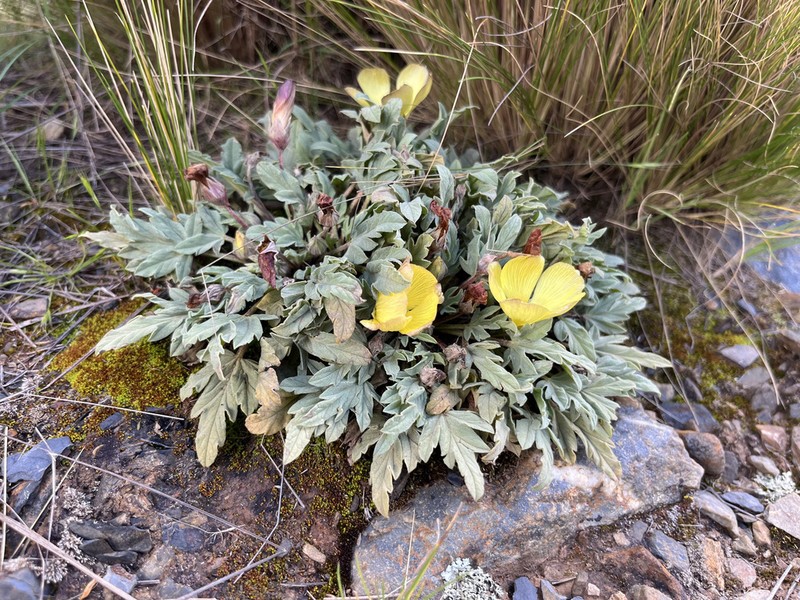 Acaulimalva weberbaueri photo 4