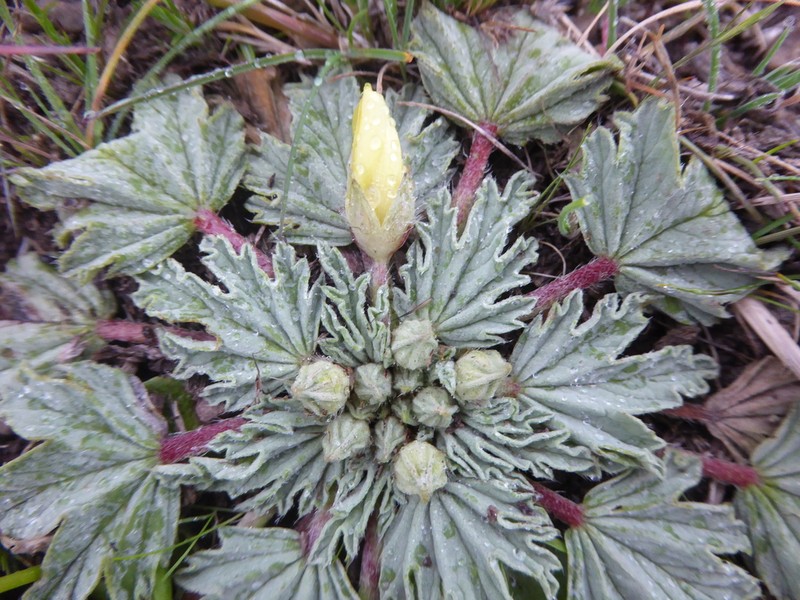Acaulimalva weberbaueri photo 6