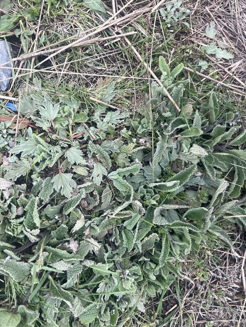 Acaulimalva weberbaueri photo 8