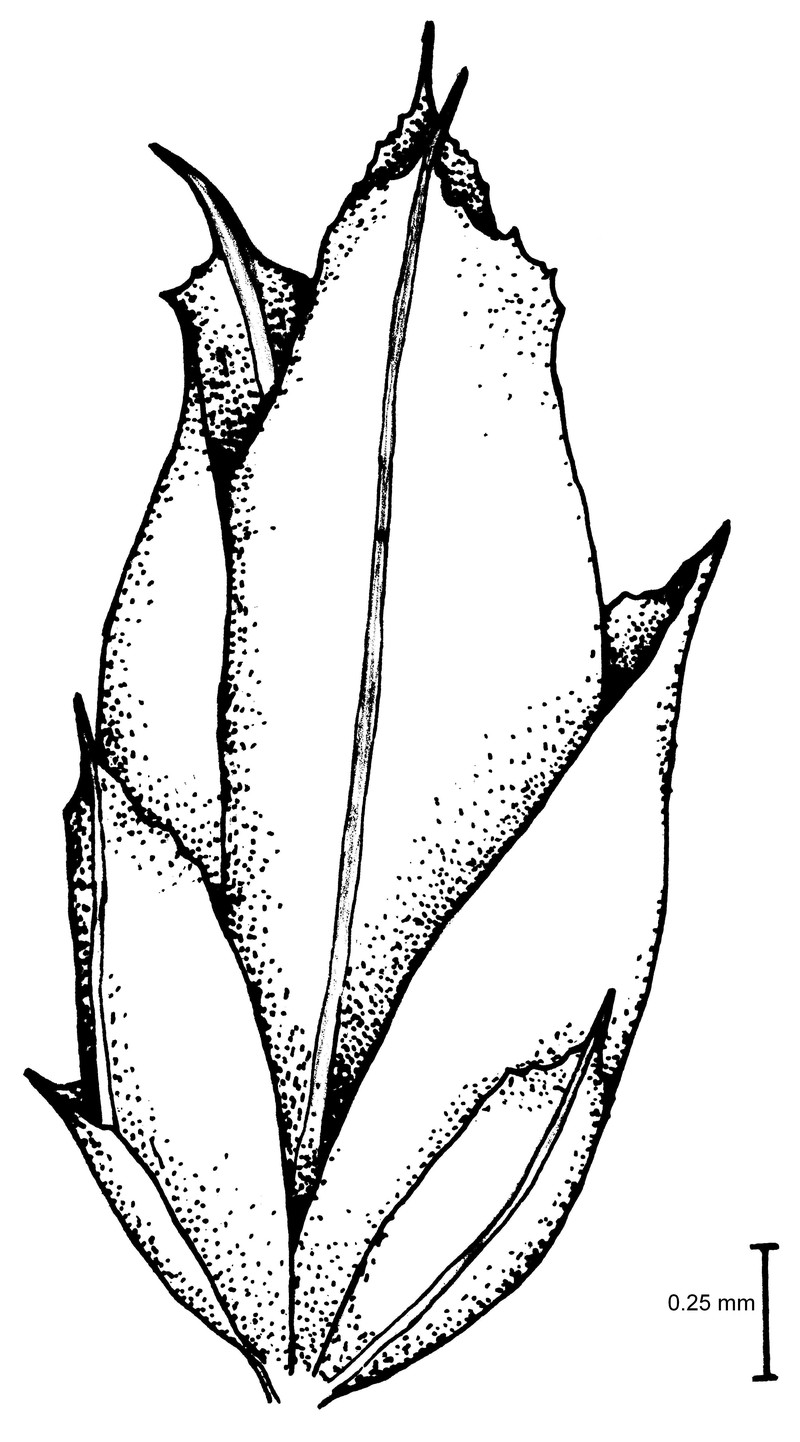 Acaulon Moss