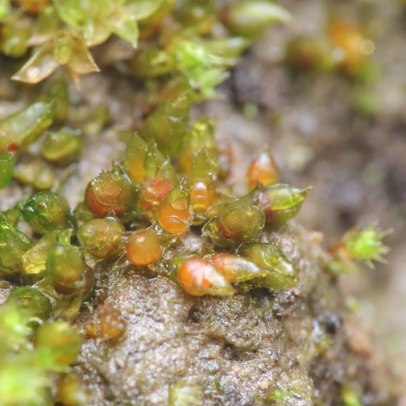 Acaulon Moss photo 2
