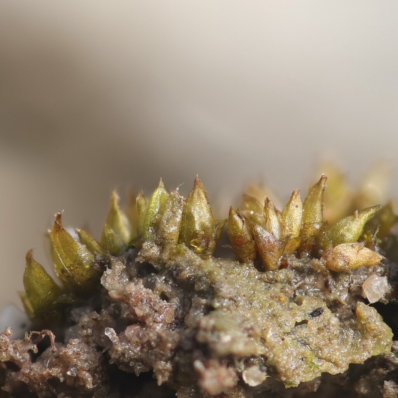 Acaulon Moss photo 3