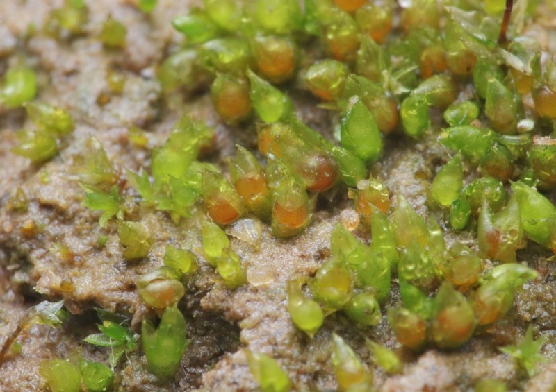 Acaulon Moss photo 4