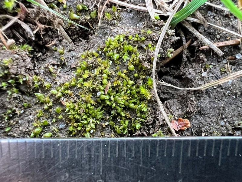 Acaulon Moss photo 5