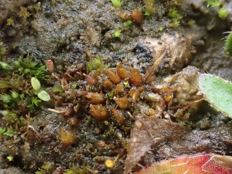 Acaulon Moss photo 6