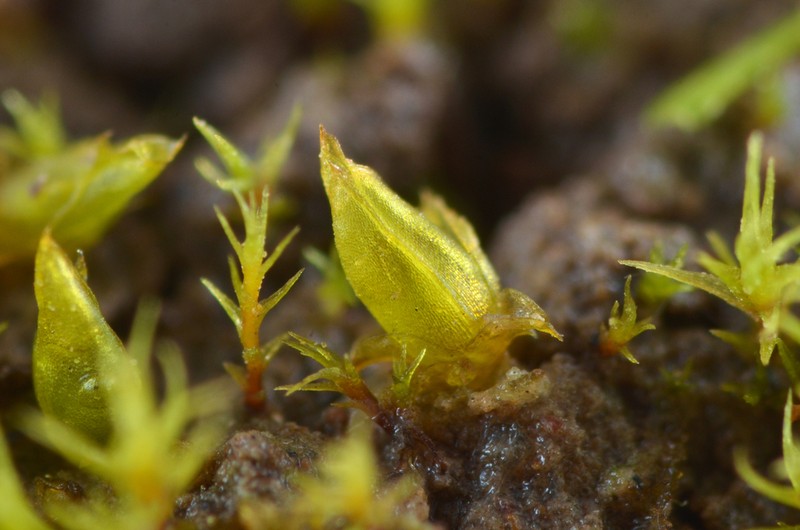Acaulon Moss photo 7