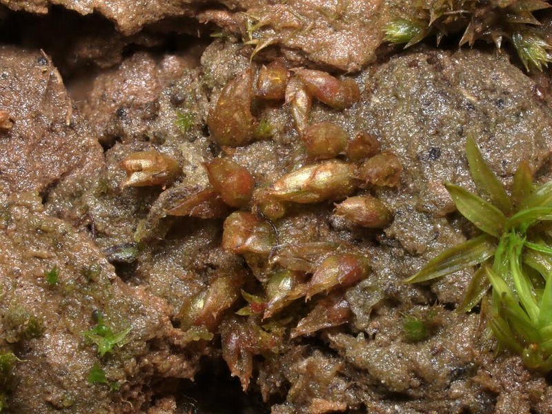 Acaulon Moss photo 8