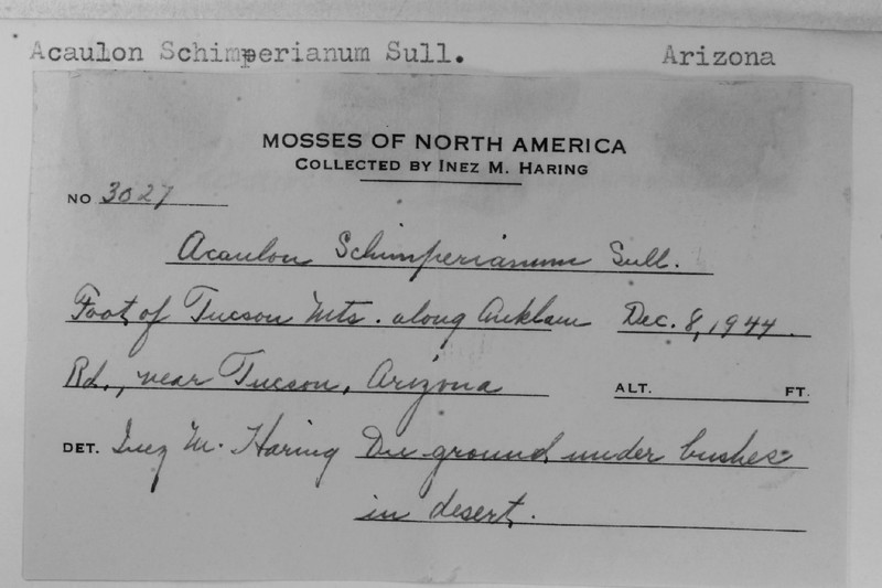 Schimper's Acaulon Moss