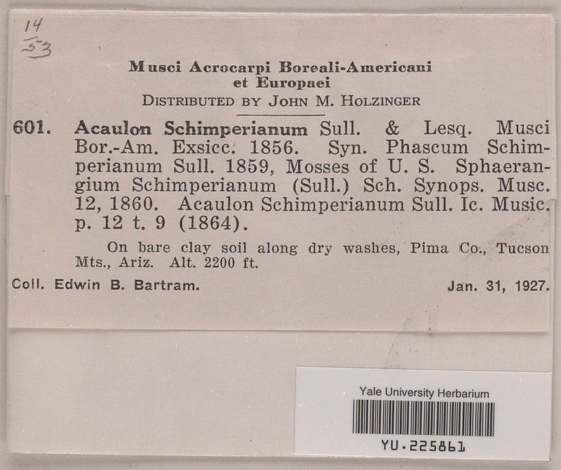 Schimper's Acaulon Moss photo 2