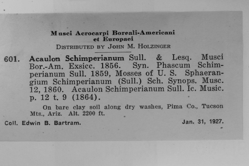 Schimper's Acaulon Moss photo 4