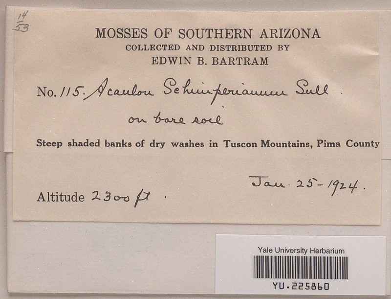 Schimper's Acaulon Moss photo 5