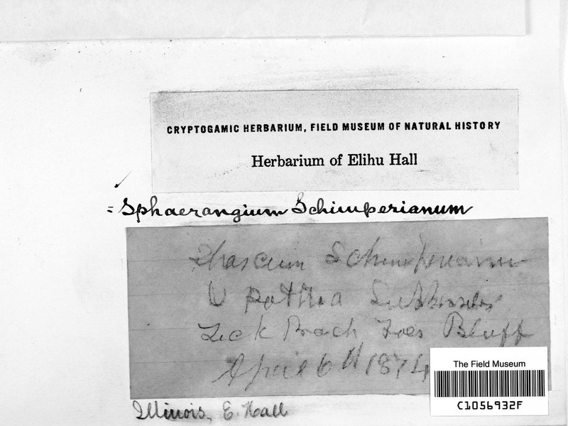 Schimper's Acaulon Moss photo 6