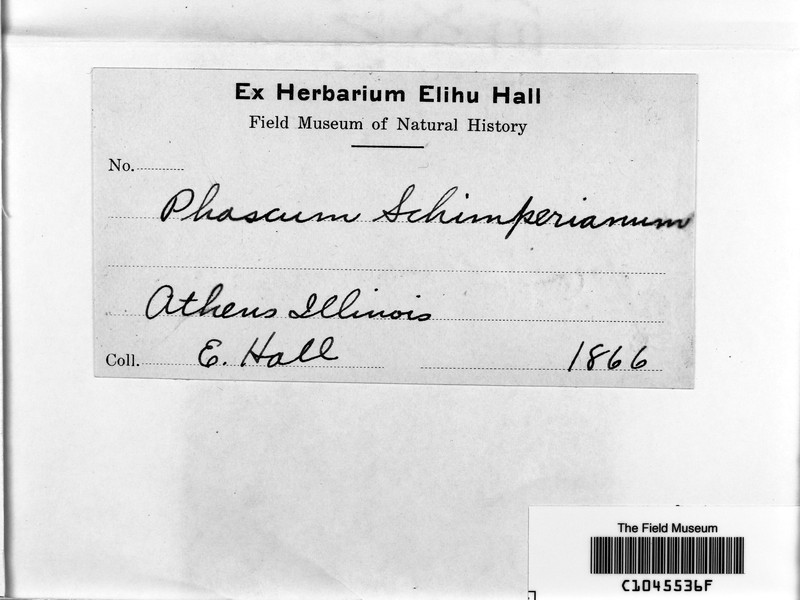 Schimper's Acaulon Moss photo 8