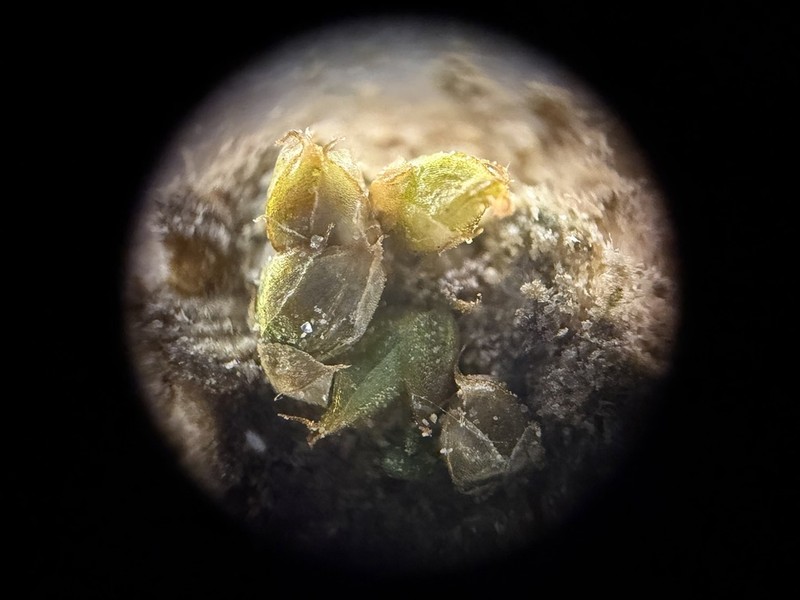 Acaulon Moss