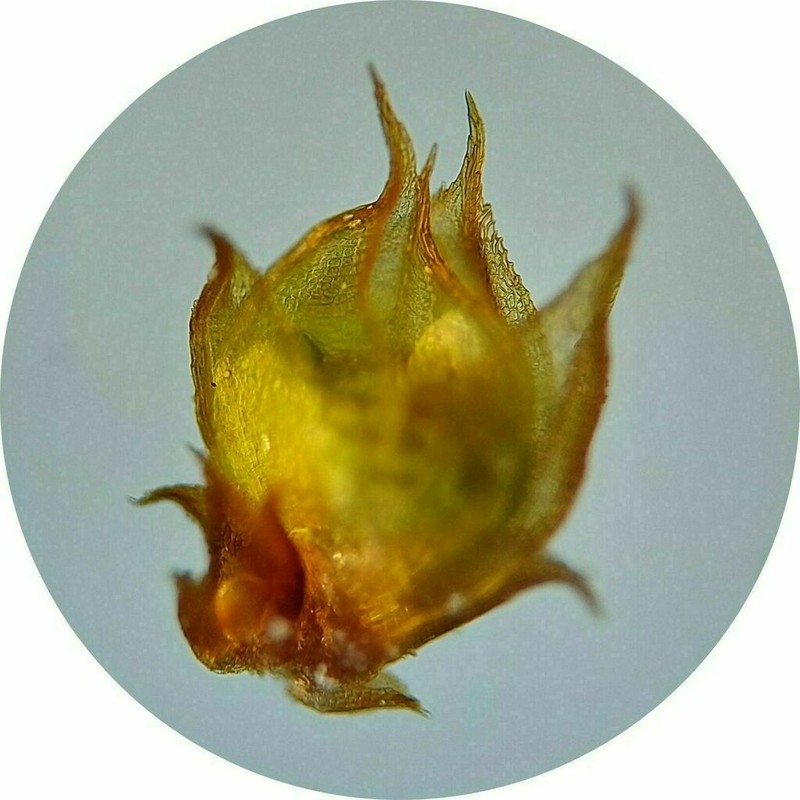 Acaulon Moss photo 3