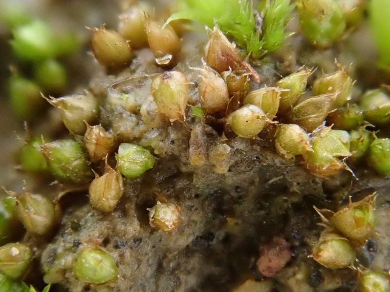 Acaulon Moss photo 4