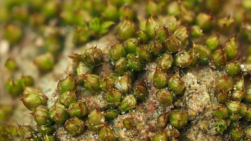 Acaulon Moss photo 5