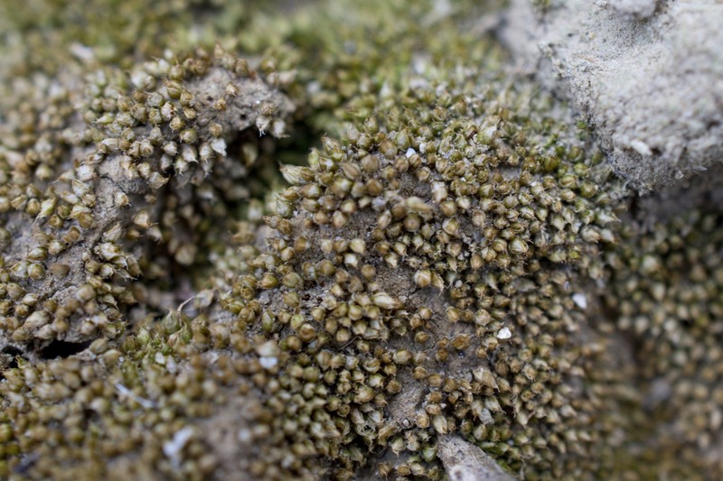 Acaulon Moss photo 6