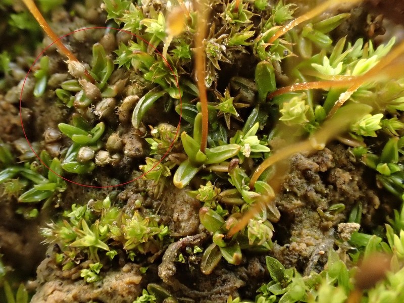 Acaulon Moss photo 7