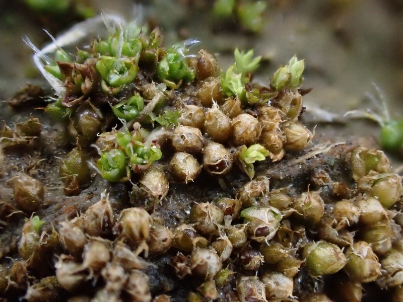 Acaulon Moss photo 8
