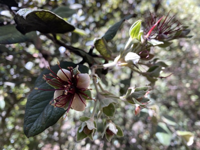 Acca lanuginosa
