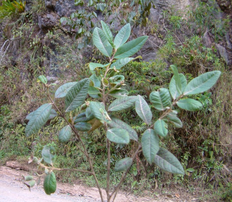 Acca lanuginosa photo 2