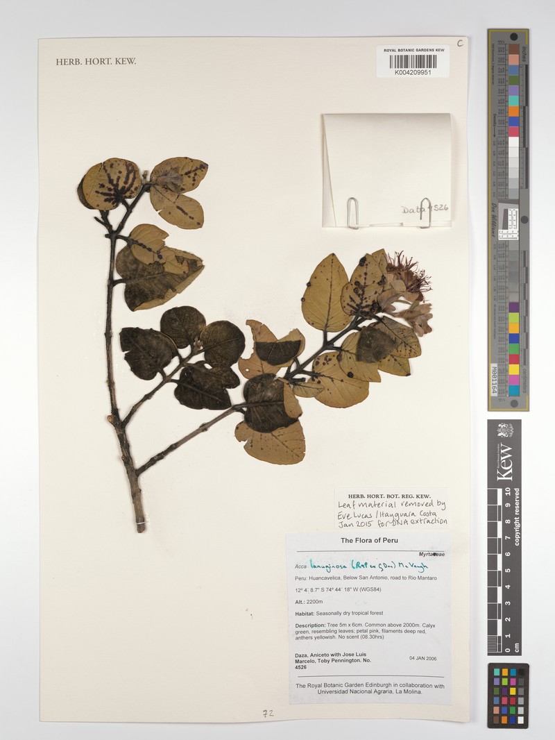 Acca lanuginosa photo 3