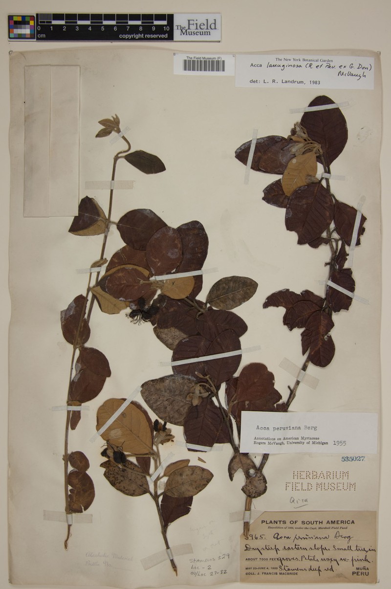 Acca lanuginosa photo 4