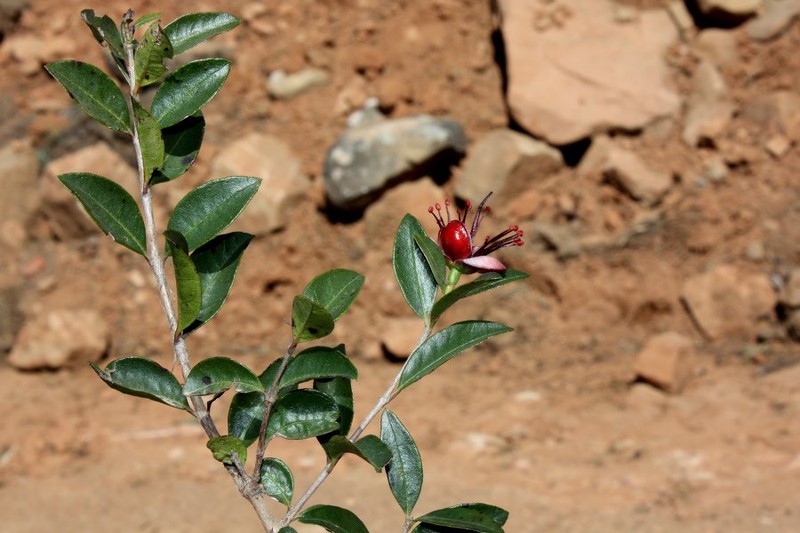 Acca macrostema photo 5