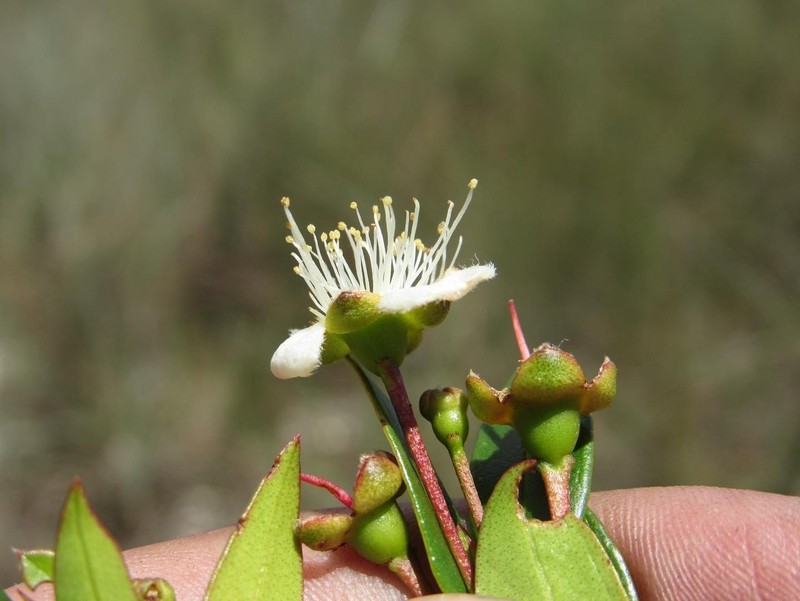 Accara elegans photo 3