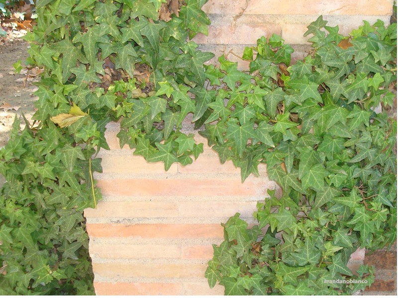 Accara elegans