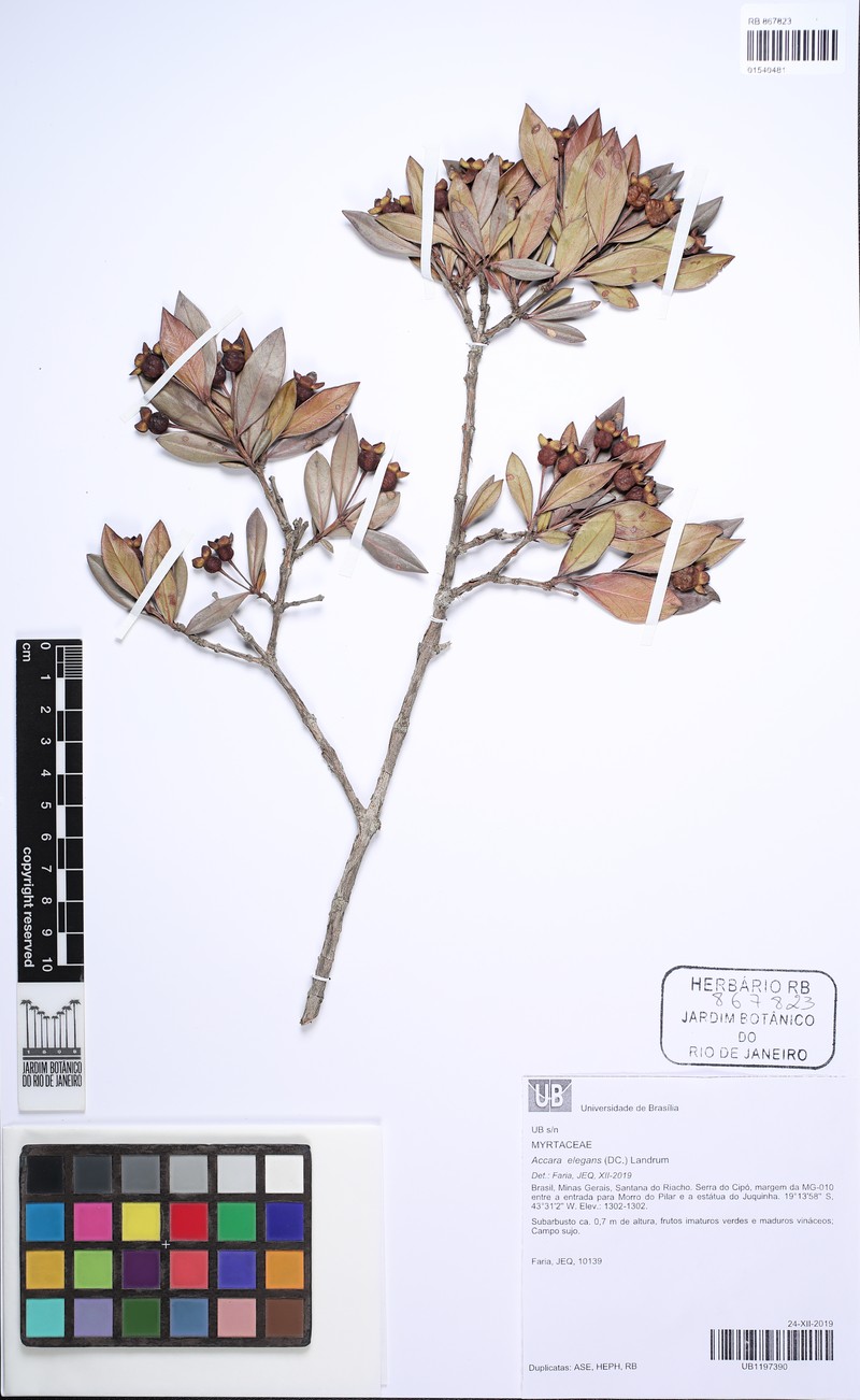 Accara elegans photo 4