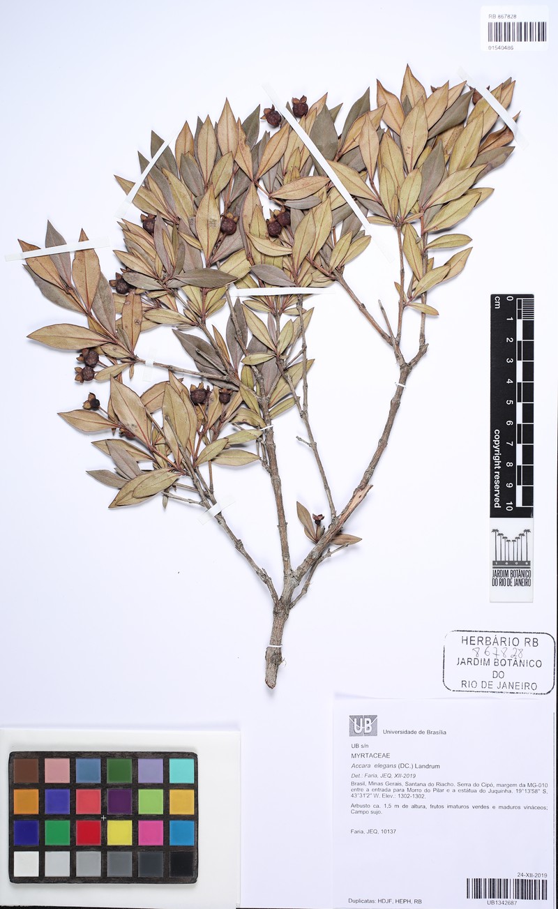 Accara elegans photo 5
