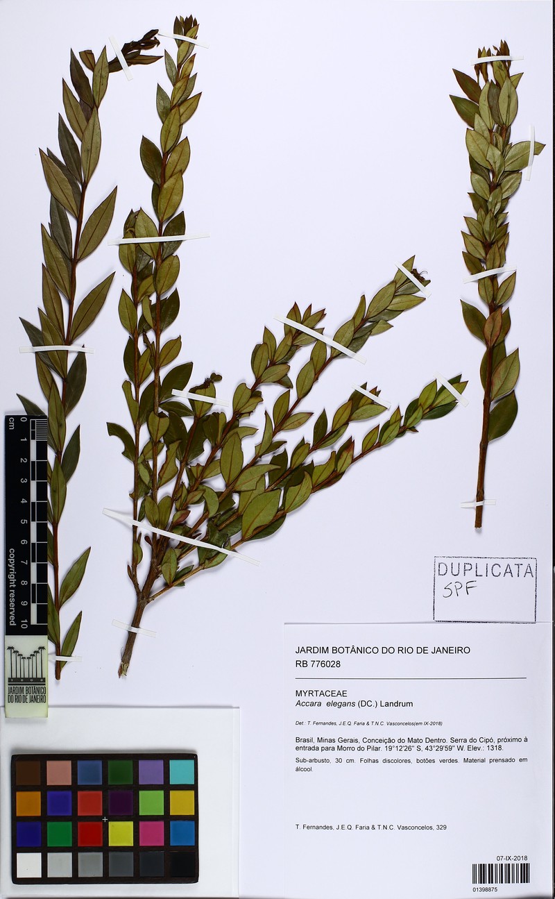 Accara elegans photo 6