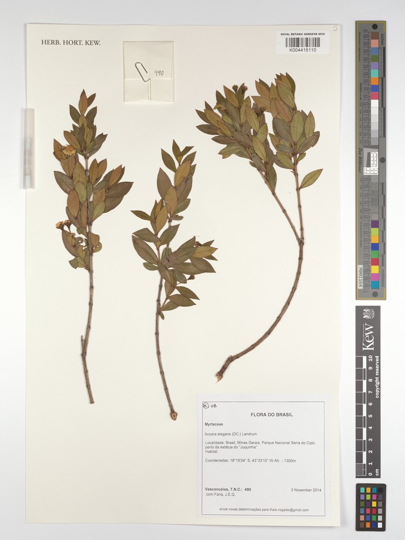 Accara elegans photo 8