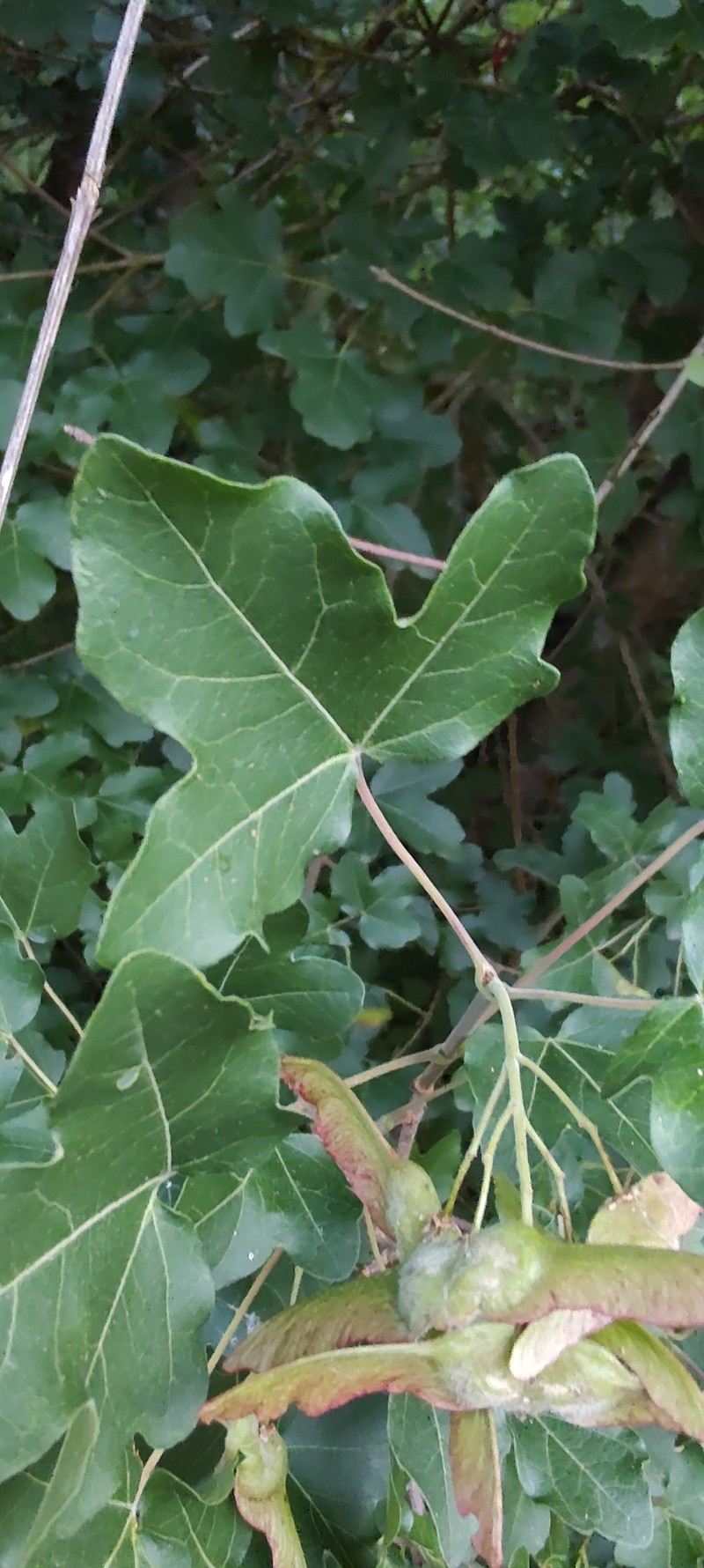 Acer × bornmuelleri