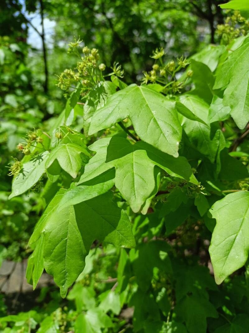 Acer × coriaceum